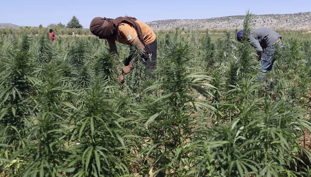 زراعة القنب الهندي.