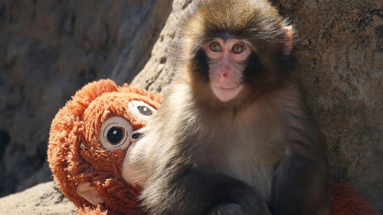 القرد Punch ودميته من Ikea (أ ف ب).