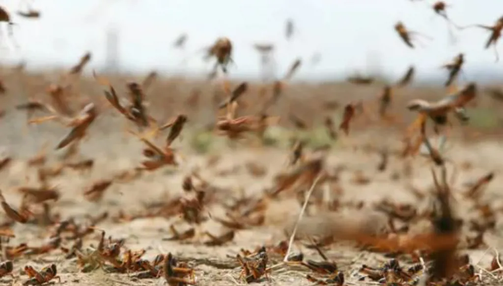 غزو الجراد يهدد المحاصيل في جنوب ليبيا