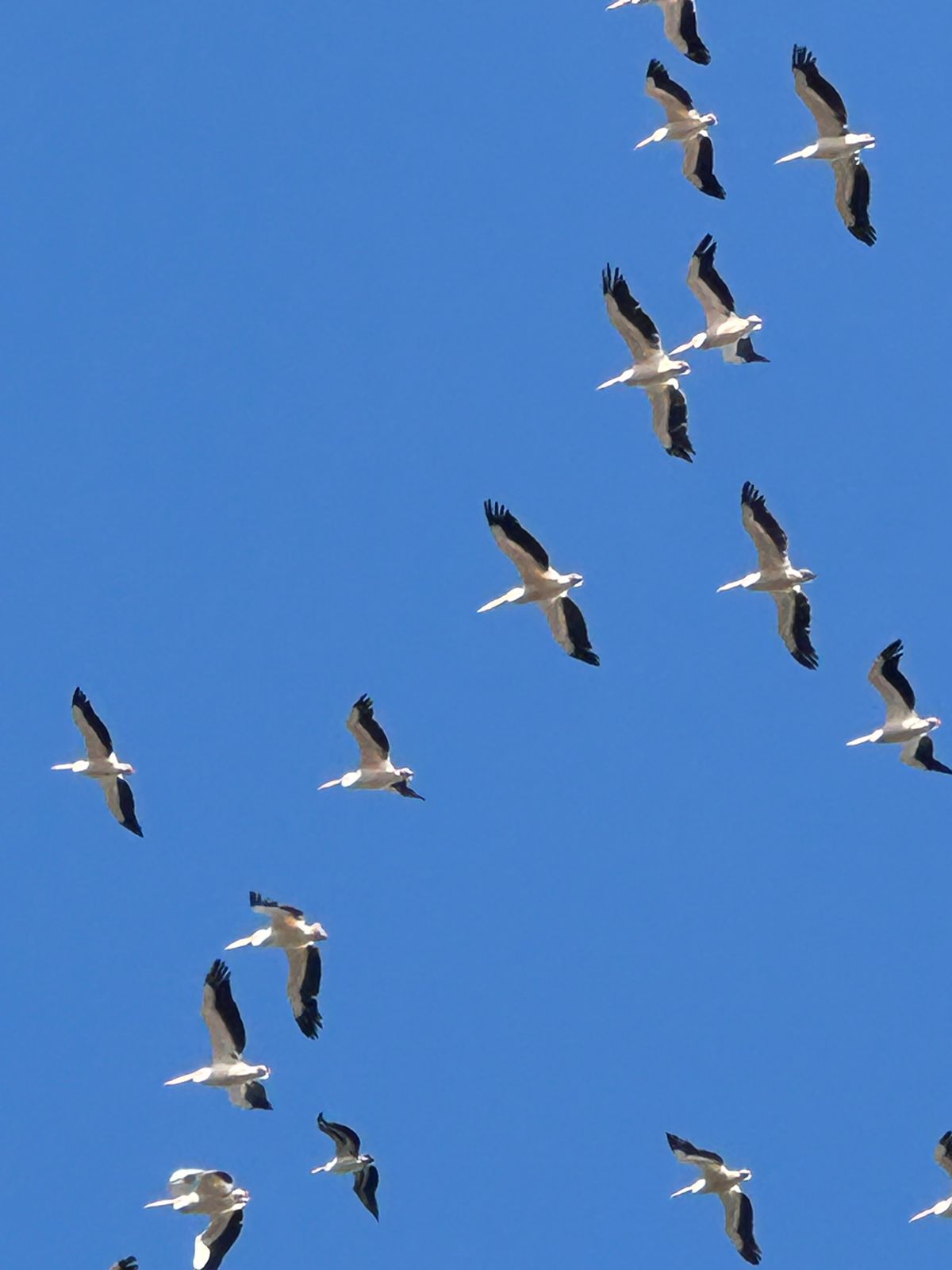 طيور مهاجرة مسالمة. (ميشال حلاق)