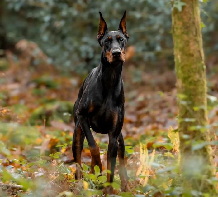 كلب الدوبرمان. (الصن)