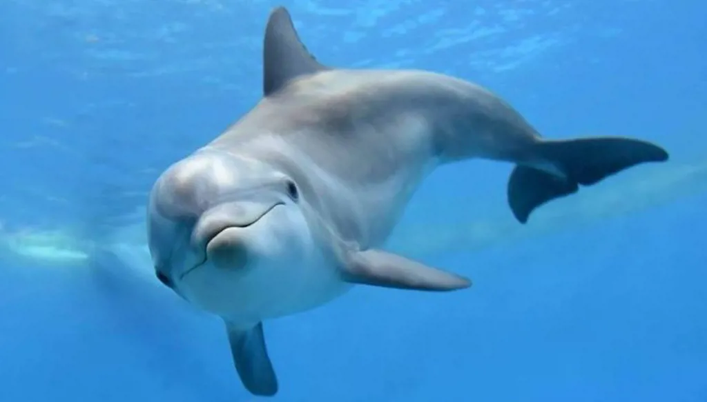غوغل" تطور نموذج ذكاء اصطناعي لفكّ شفرة تواصل الدلافين"