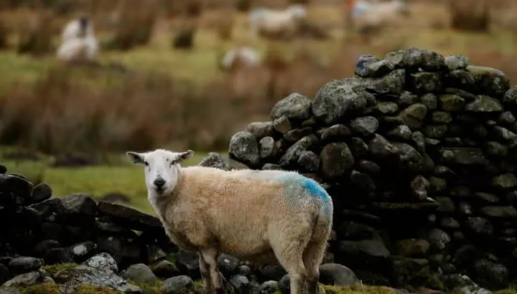 لأول مرة في العالم... اكتشاف إصابة شاة بإنفلونزا الطيور في بريطانيا