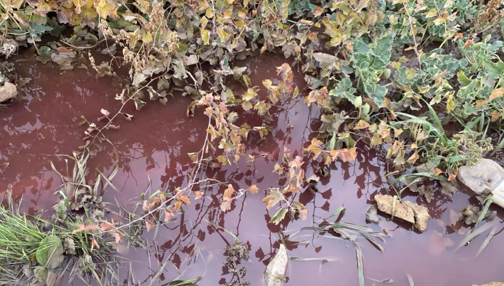 بالفيديو- نهر أحمر في البقاع... الليطاني تحت رحمة مسالخ بدنايل