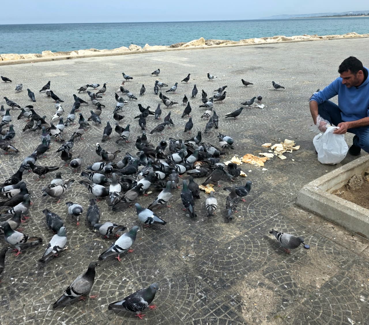 مواطن أحضر خبزاً للحمام الصامد. (أحمد منتش)