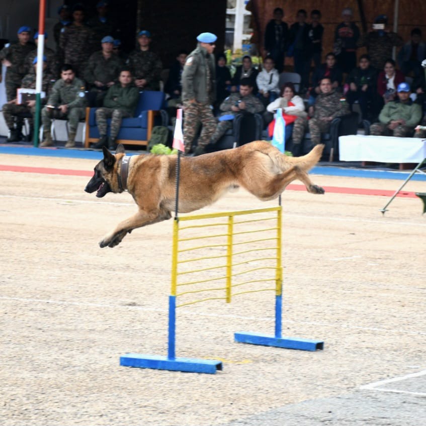 كلب بوليسي يعرض مهاراته.