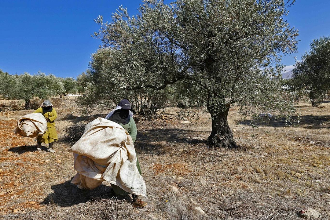 مزارعون في جنوب لبنان (أ ف ب).