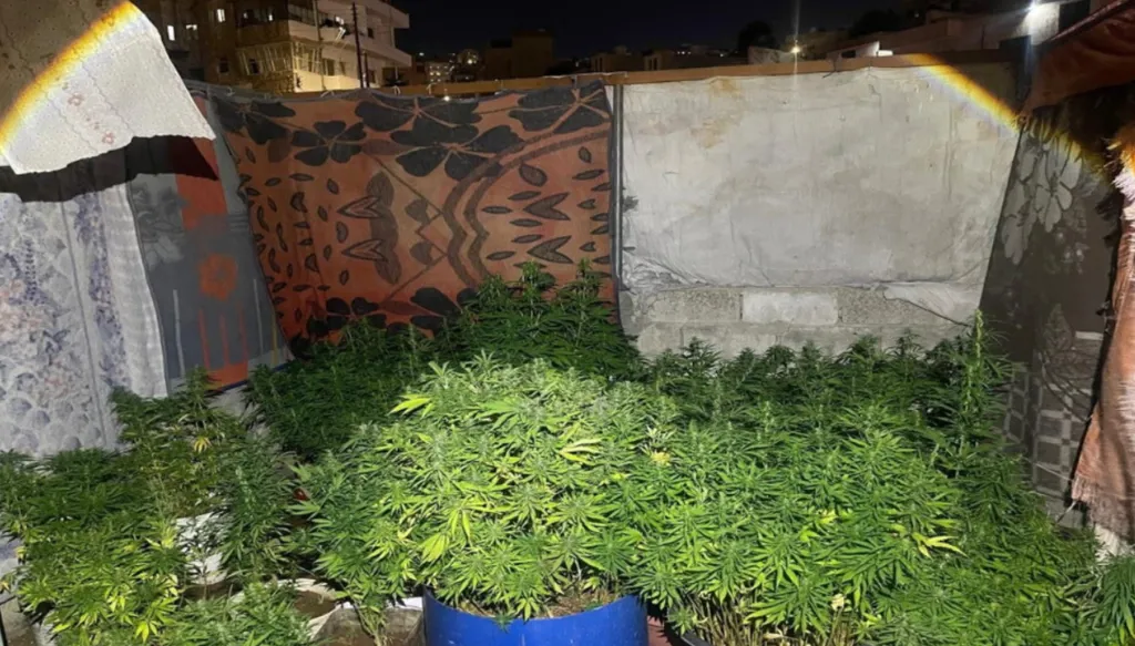الأردن... شخص يحوّل منزله لمزرعة ماريجوانا والأمن يضبط 2300 شتلة