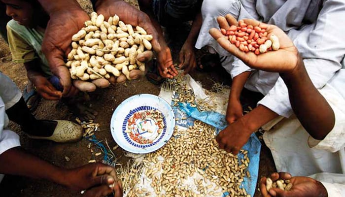 مكسرات (أ ف ب).