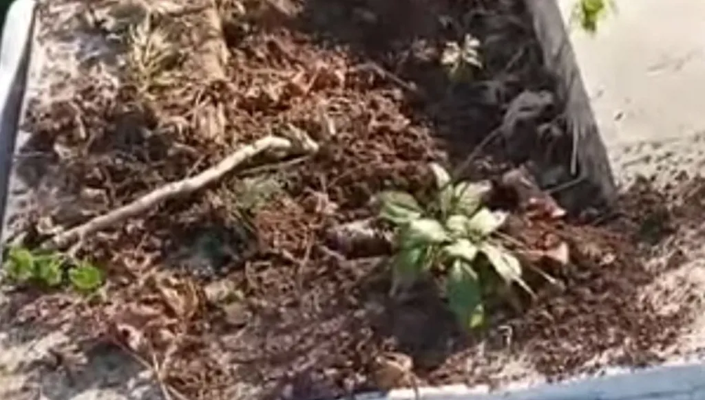 اعتداء على مدافن في بلدة مشحة - عكار شمال لبنان