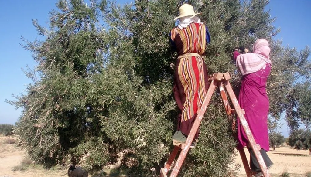 زيت الزيتون قوة ناعمة تهدرها تونس