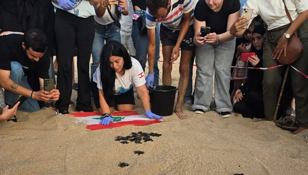 بالصور والفيديو - مع غروب الشمس... إطلاق سلاحف بحرية حديثة الفقس على شاطئ حمى بلدة المنصوري