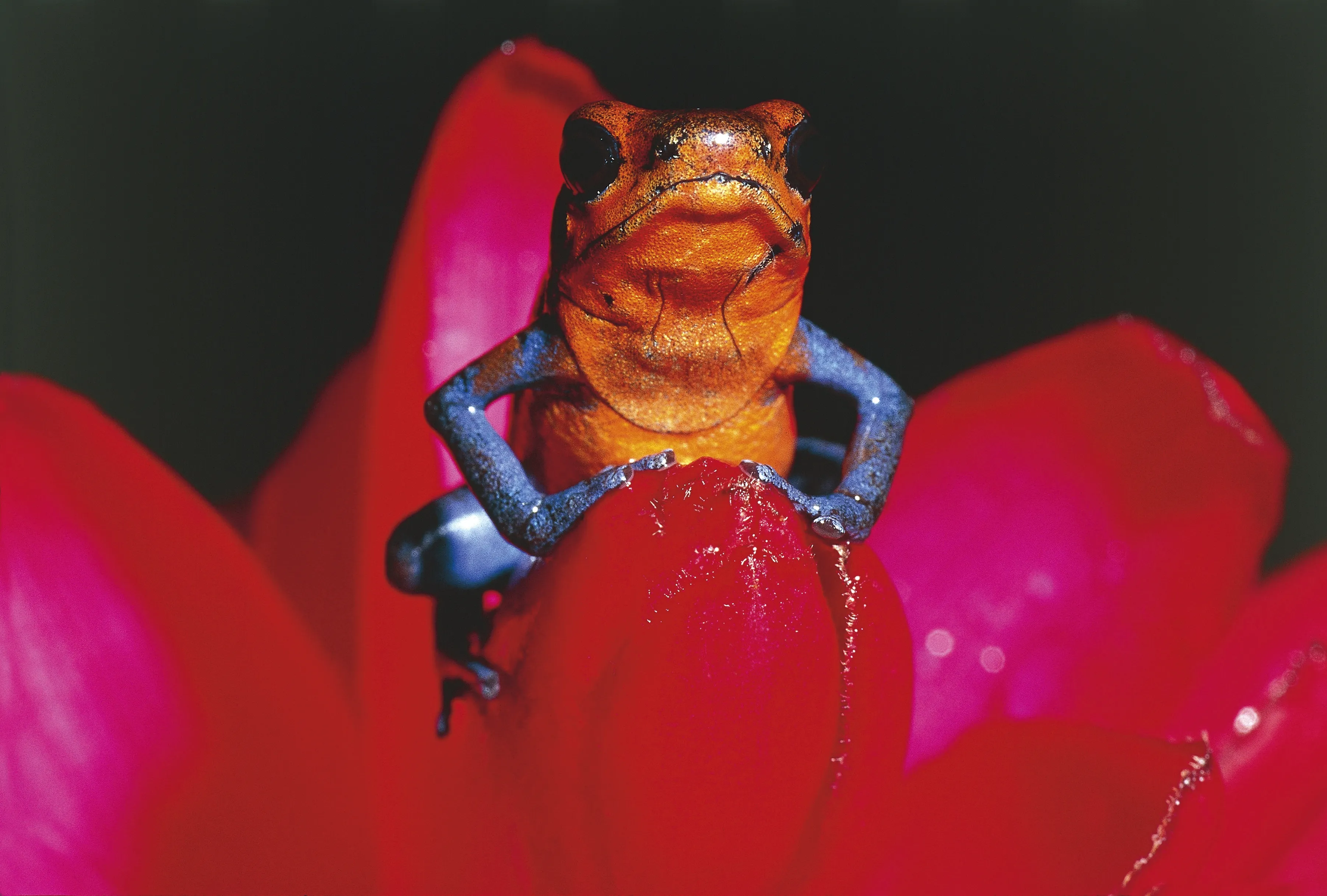 ضفدع الفريز السام (غيتي)