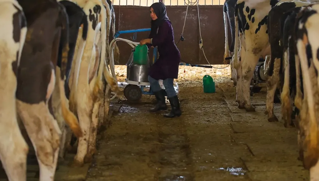 الحليب تحت المجهر... 38 معملاً أُقفلت وخطة لضبط سوق الألبان