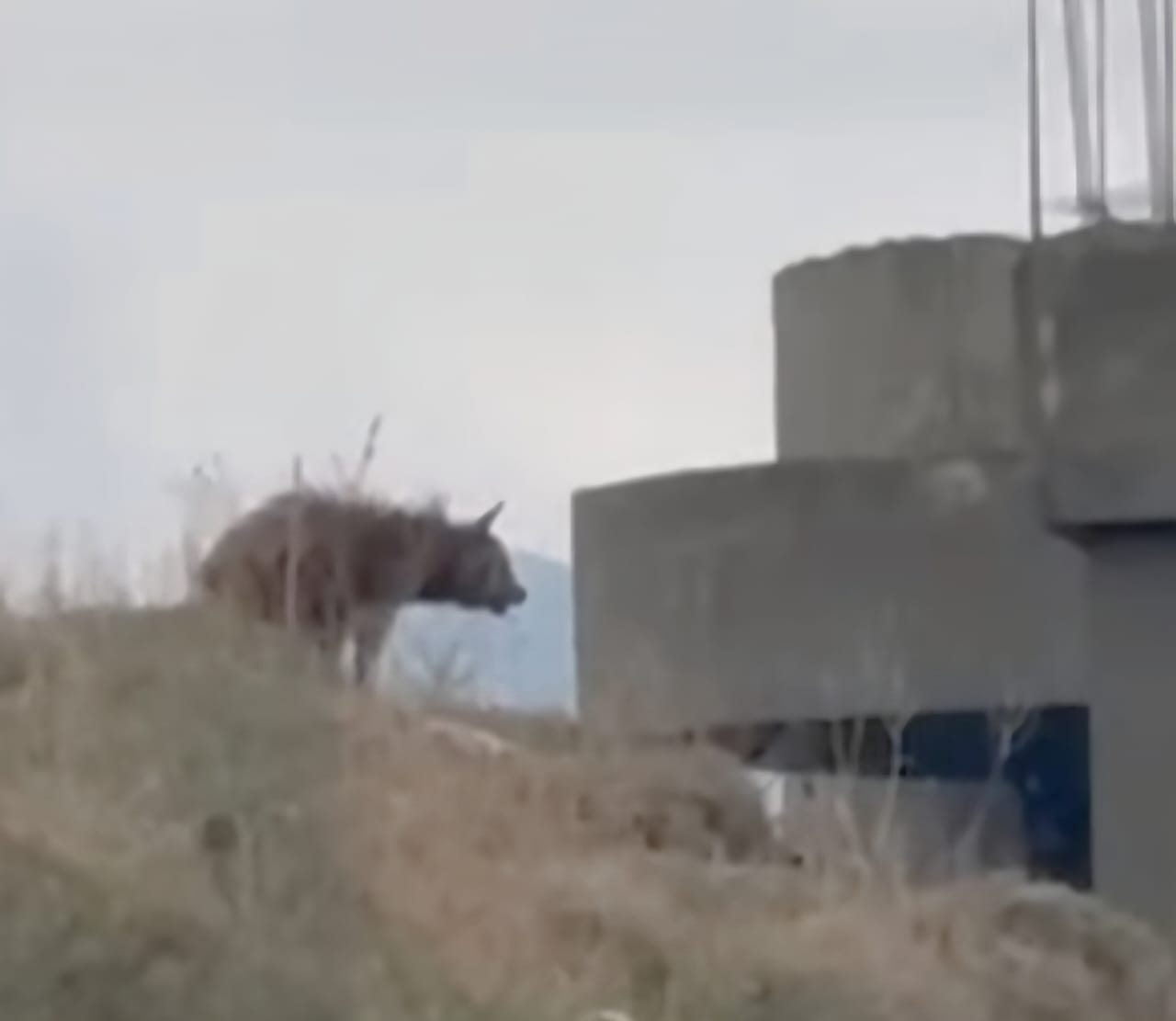 1e919fe9594a4d6ab5085732cc6c5a1f_192431.