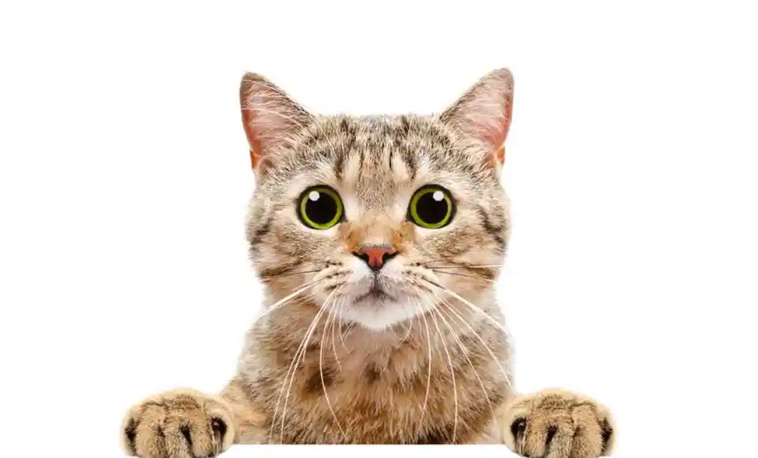 سلوكيات غربية تقوم بها قطتك! إليك السبب
