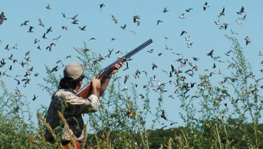 ضبط فان بأجهزة ليزر حارقة تُستخدم لصيد العصافير ليلاً في صيدا… وتوقيف السائق