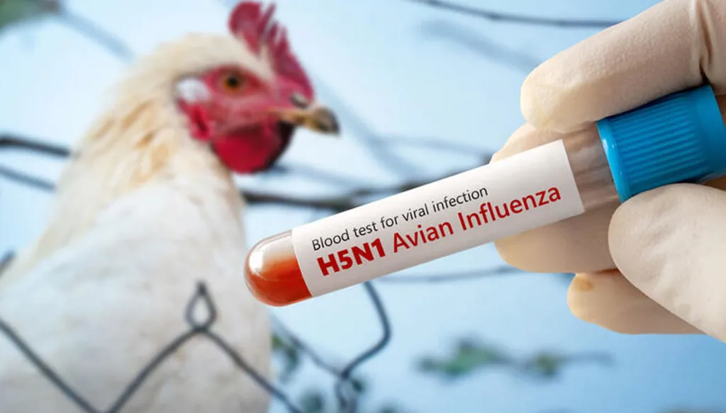 إنفلونزا الطيور "H5N1" تصيب فقمة في أستراليا... هل تنتشر بين البشر؟