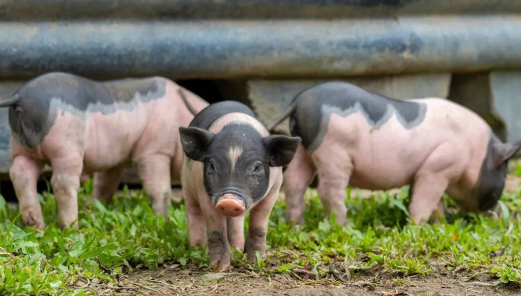 في إسبانيا... رصد 8 حالات اشتباه بالإصابة بحمى الخنازير