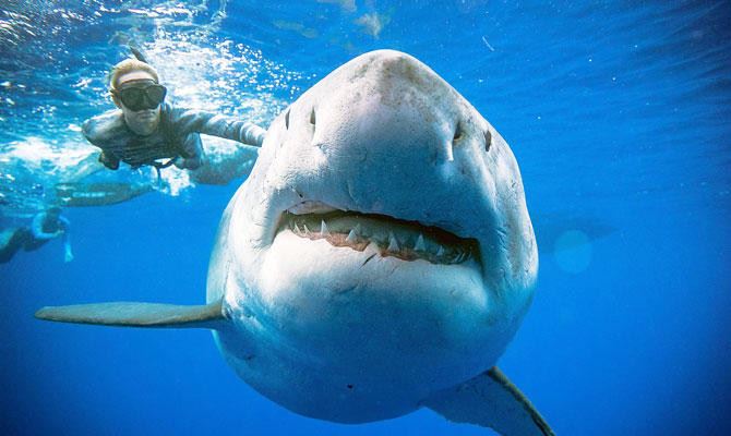 دراسة: القرش الأبيض استفاد من انقراض أضخم الحيوانات البحرية المفترسة