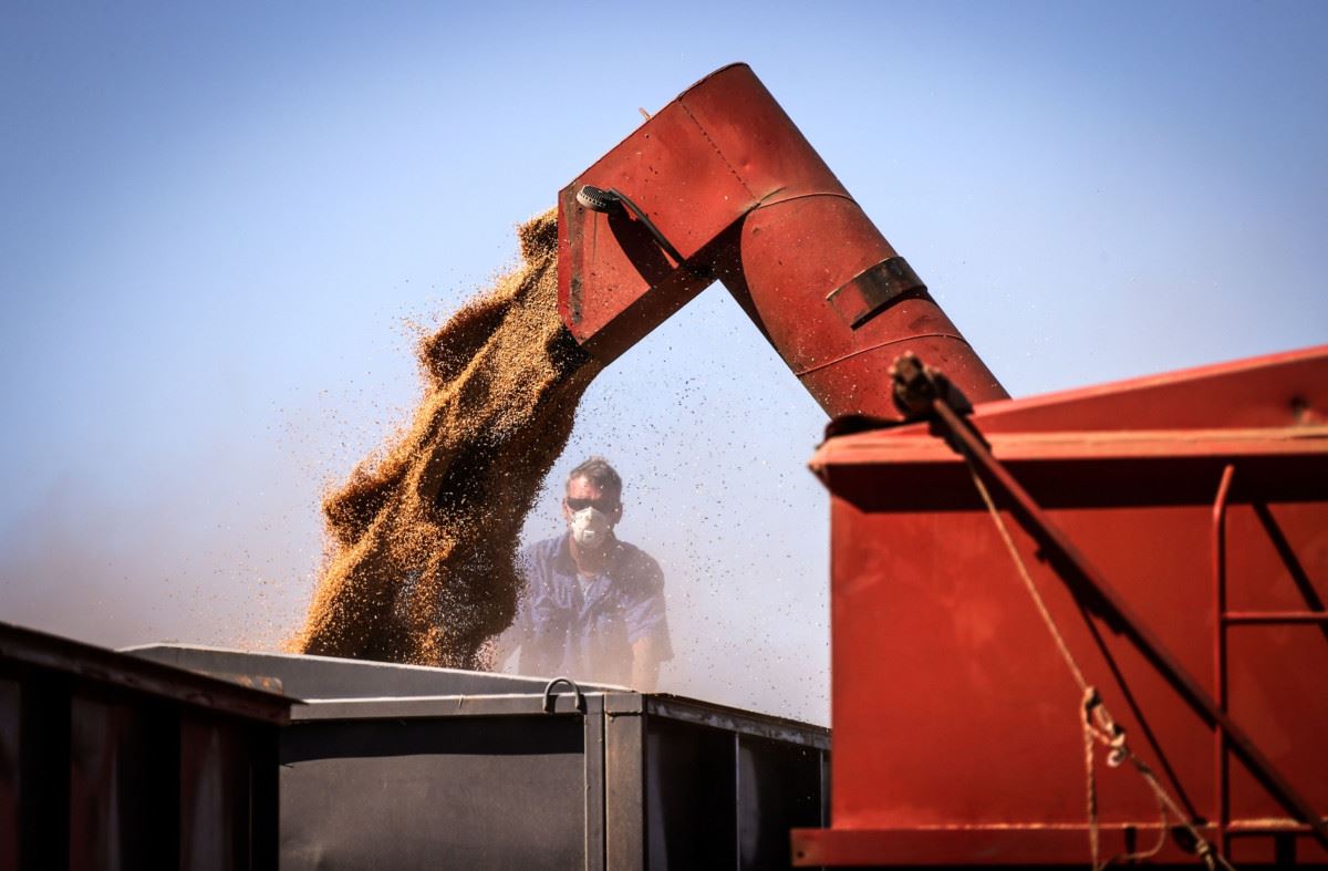 أوستراليا تتجه صوب إنتاج قياسي للقمح يخفف المخاوف العالمية من قلّة الإمدادات