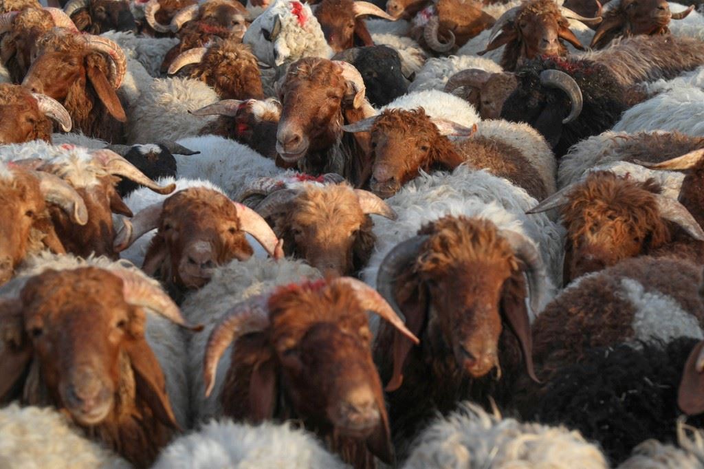 في عيد الأضحى... الخروف بـ300 دولار، حجوزات "مفوّلة"، وحنين إلى المشاوي!