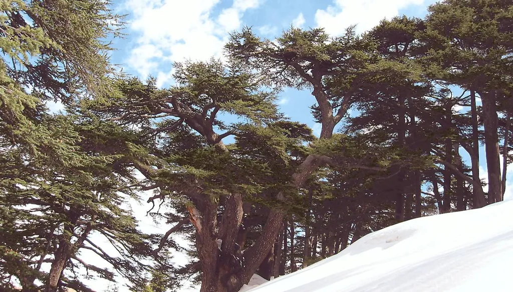 لبنان الوطن... حلم مؤجل أم مجرد وهم؟