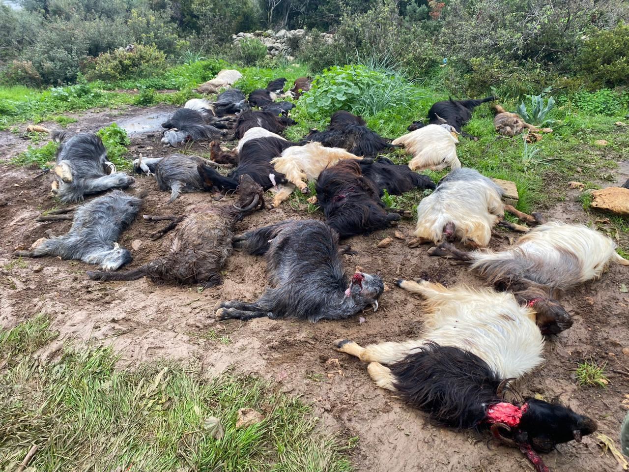 في منطقة الحريشة قضاء الكوره... مجهولون يقتلون راعي أغنام مع قطيعه رمياً بالرصاص