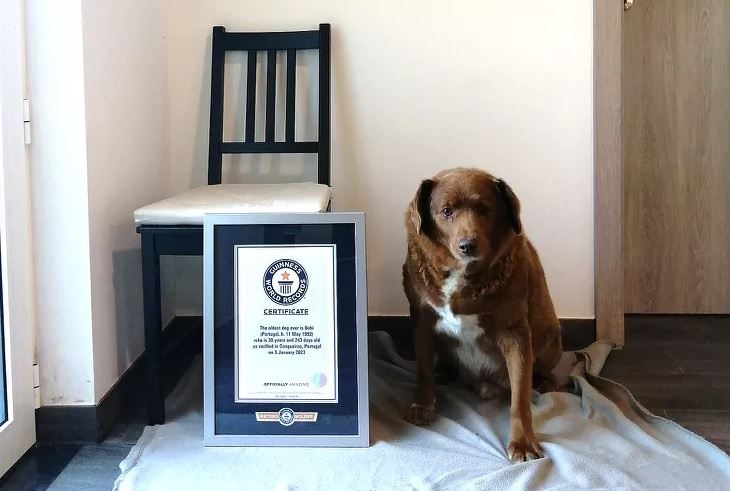 تسجيل الكلب "بوبي" بالبرتغال الأكبر سناً في العالم... "غينيس": إنها "معجزة"