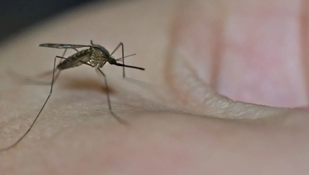 بعوضة النمر (مواقع).