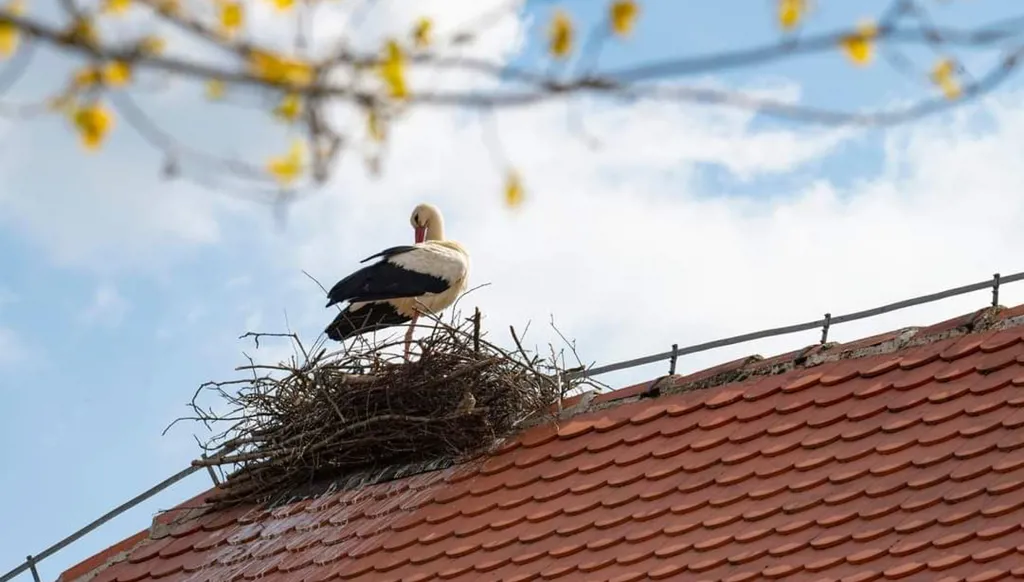 دراسة تؤكد أن للضوضاء تأثيراً كبيراً على الطيور وتكاثرها