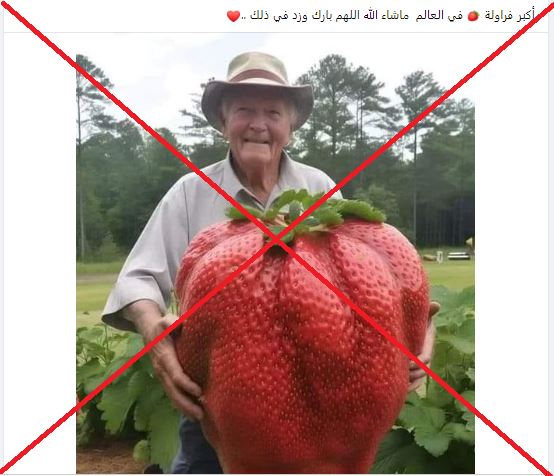 "أكبر ثمرة فراولة في العالم"؟ إليكم الحقيقة FactCheck#