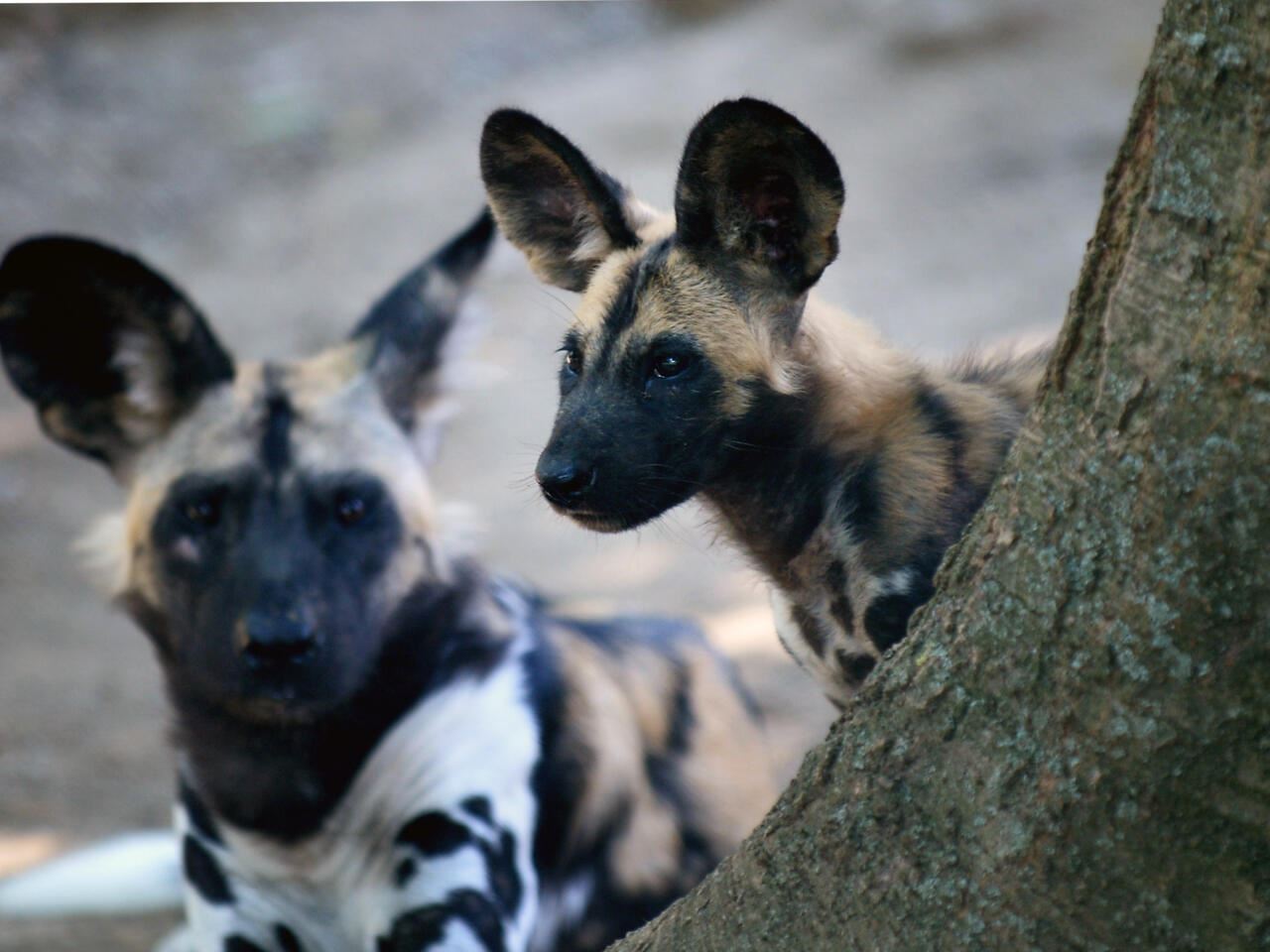 سلالة كلاب "منقرضة" تُعاود الظهور بعد 40 عاماً