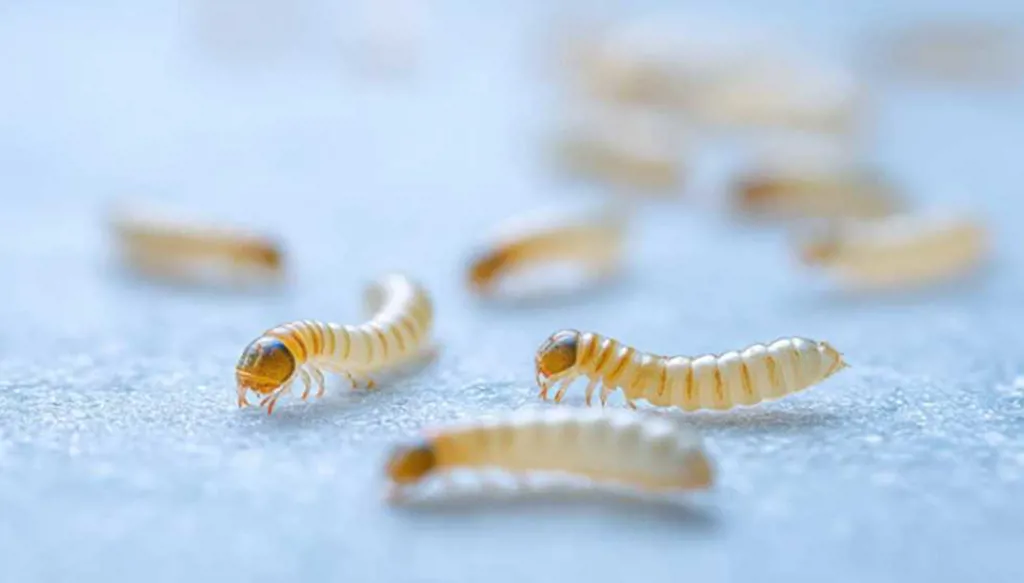 الإعلان عن أول حالة إصابة بالدودة الحلزونية في الولايات المتحدة