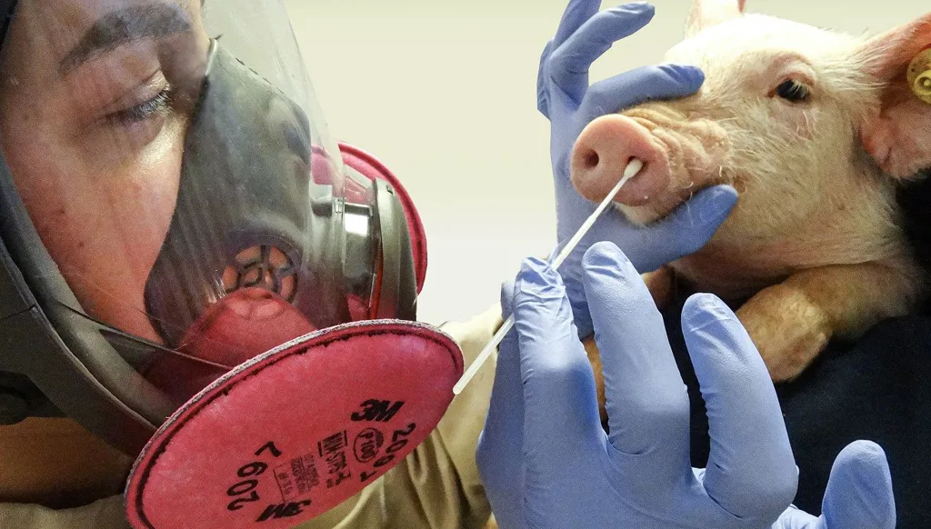 إسبانيا تبلغ الصحة العالمية بالاشتباه في انتقال متحور لإنفلونزا الخنازير بين البشر