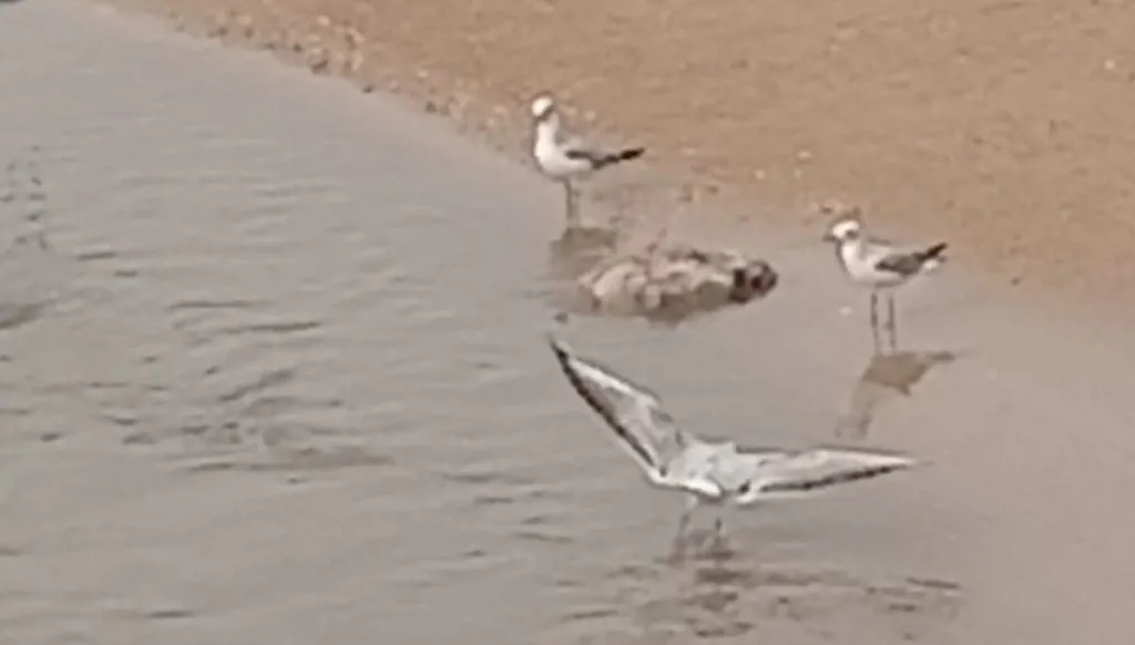 بالصور والفيديو- بياض طيور النورس في صيدا لا يحجب روائح "مجرور القملة"