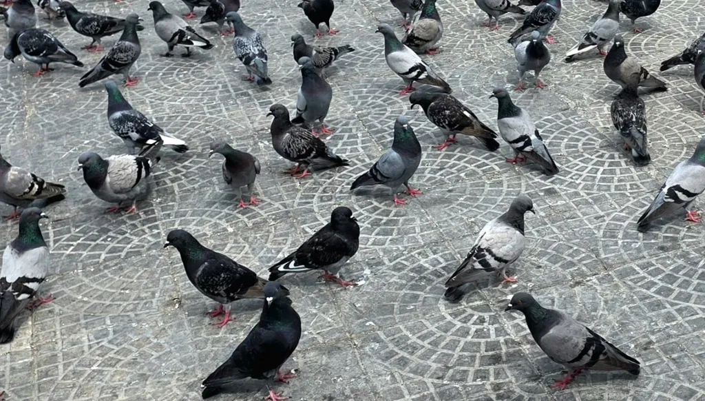 أسراب الحمام في صور... شاهد سلام وحيد في مواجهة الحرب