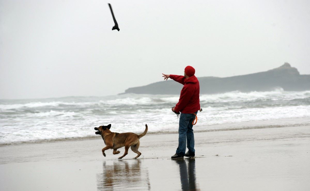 دراسة جديدة عن موجات الدماغ: الكلاب قد تفهم كلام البشر أكثر مما نعتقد