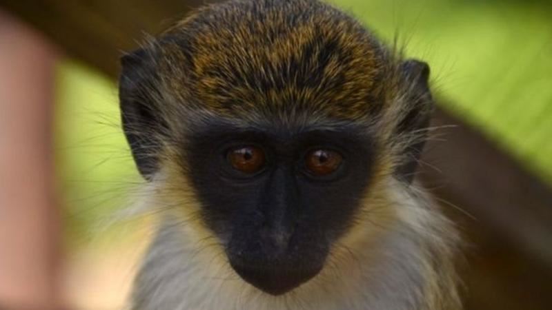 اكتشاف نوع من القردة يستخدم أوراق شجرة كضمادّة لجروحه