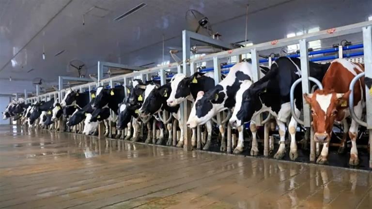 انتشار تنفسي محتمل لأنفلونزا الطيور لدى الأبقار... ماذا عن التعرّض لقطرات الحليب المتطايرة؟