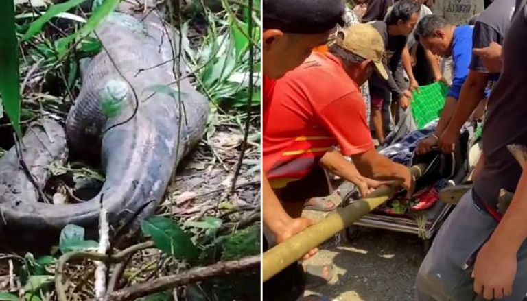 التهمها في ثوانٍ... ثعبان بطول 5 أمتار يبتلع امرأة في إندونيسيا