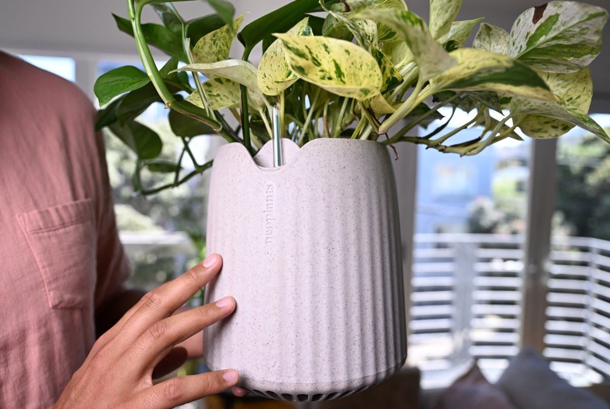 بالصور- نبتة "خارقة" معدّلة جينيّاً تُحارب تلوث الهواء... ما مميّزاتها؟