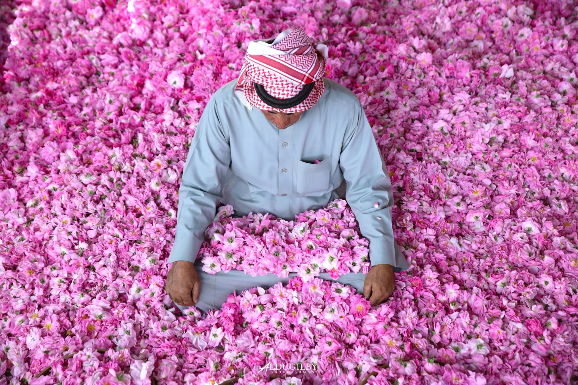 موسم الورد الطائفي. تصوير: Abdulrahman‏ Aldugilby/@aldgelbi