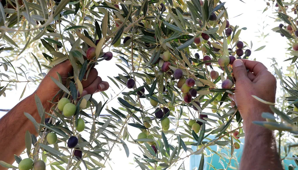 موسم الزيتون في الأردن... بهجة القطاف تذبل على وقع كميات شحيحة