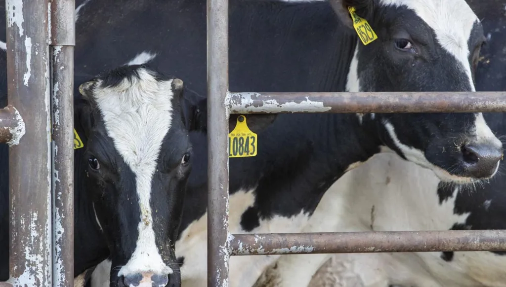 ما حقيقة انتشار مرض وبائي جديد في بعض مزارع الأبقار في بلدة علي النهري – البقاع؟