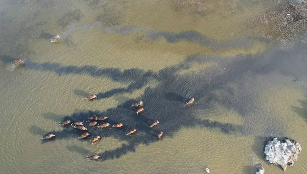 Iraq's historic marshes revive as water returns after years of drought - keep this for tomorrow