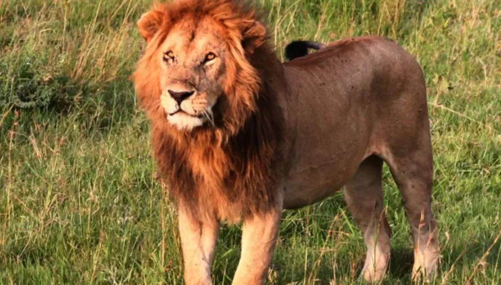 رحلة تنتهي بمأساة... أسد يلتهم سائحاً في منتجع لرحلات السفاري