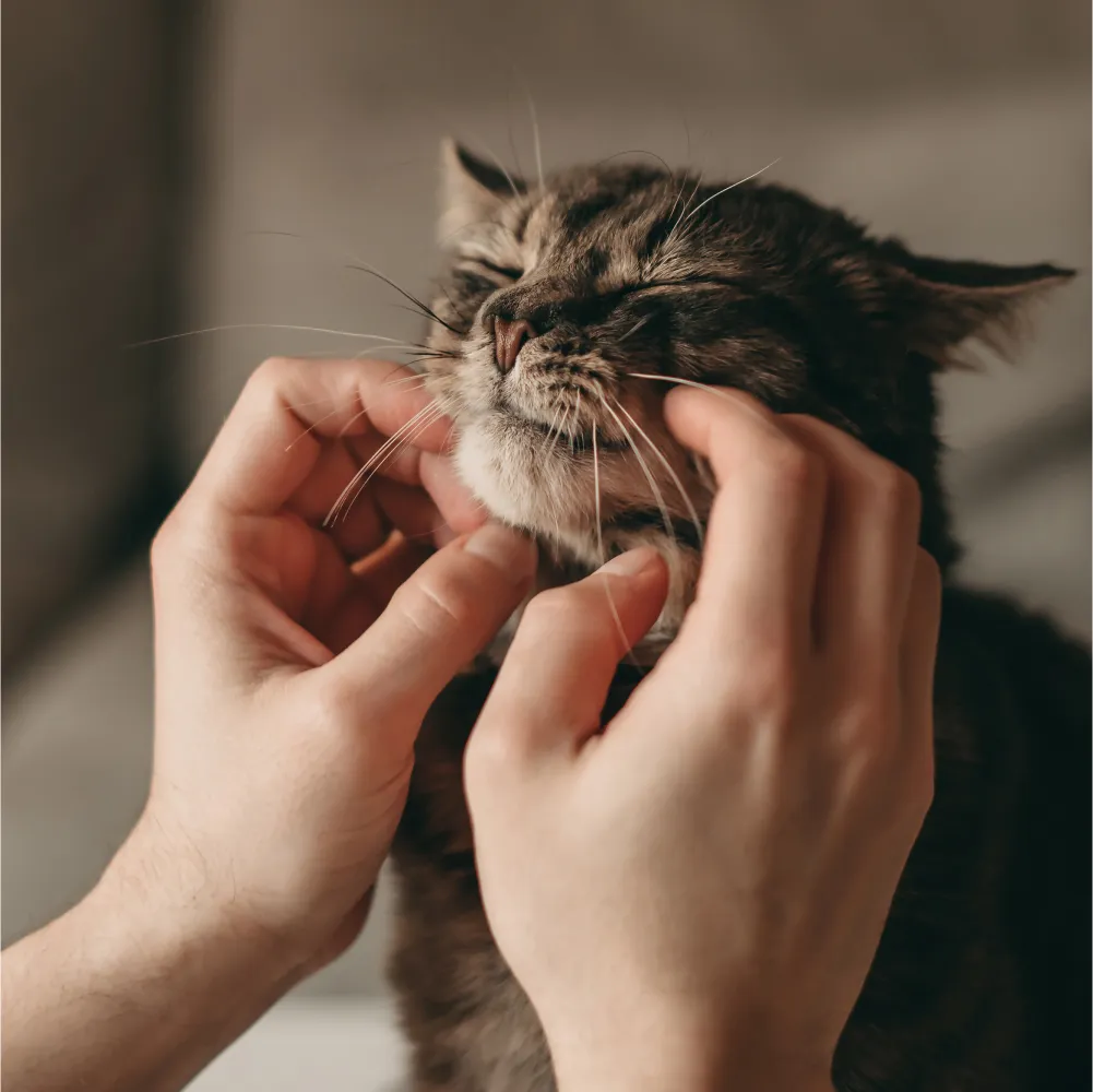 صورة تعبيرية لقط (Pexels)