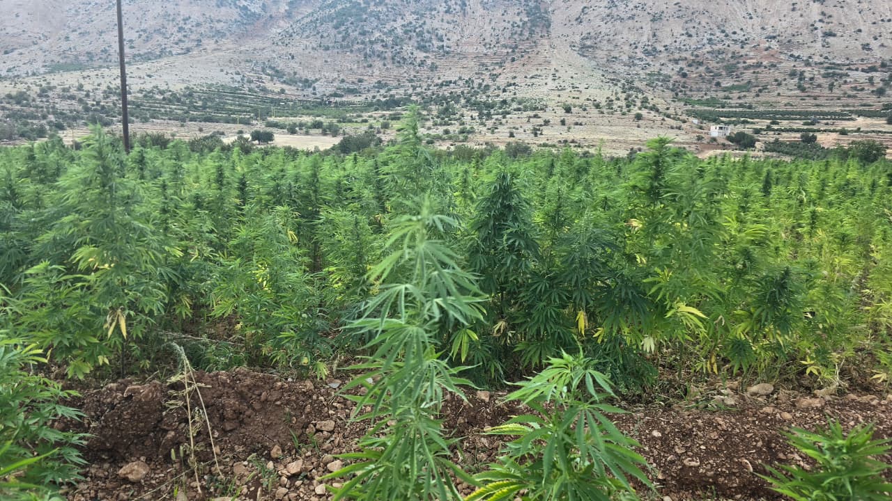 حقول القنب (لينا اسماعيل).