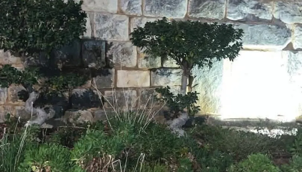 ما حقيقة ظهور النور قرب قبر القديسة رفقا في جربتا؟